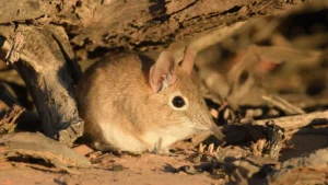 Tiny mammals are sending warning signs scientists can finally read