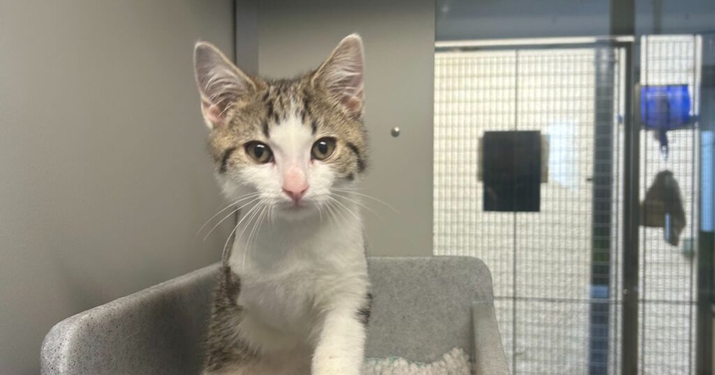 Amputee kitten finds new home after being found at the side of the road
