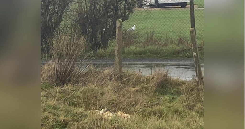 Pevensey woman’s horror after finding dead chicks on walk