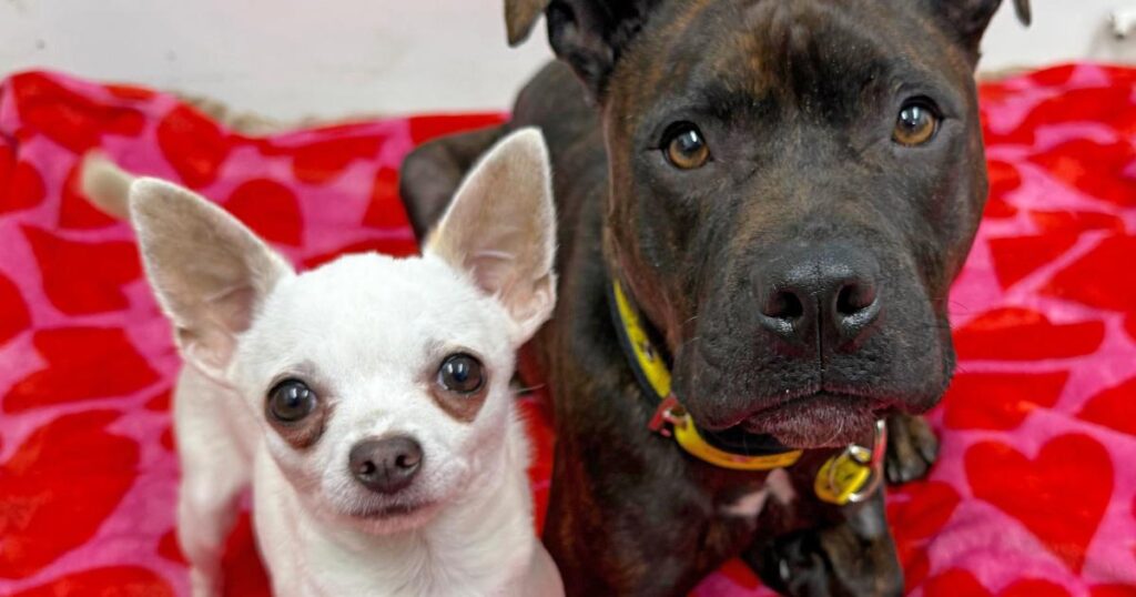 Glasgow rescue dogs Dixie and Darby seek home together