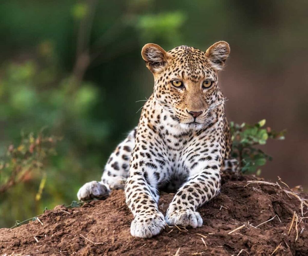 Coming soon to Zambia’s Kingdom