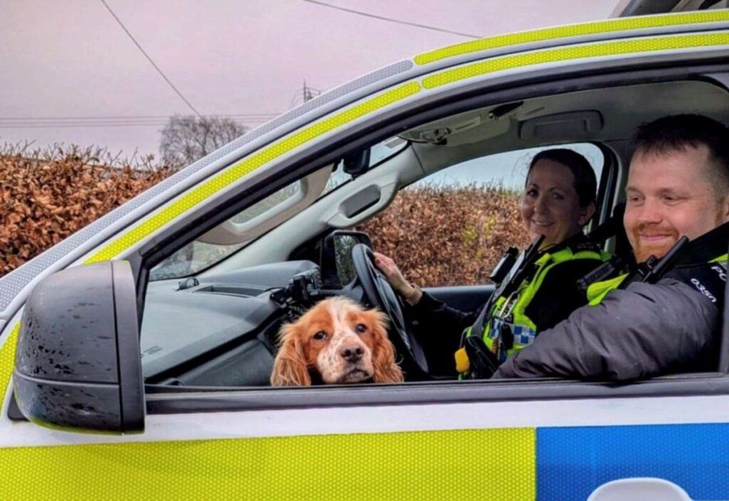 Honey the spaniel found 160 miles away in West Dorset after being taken from Kent