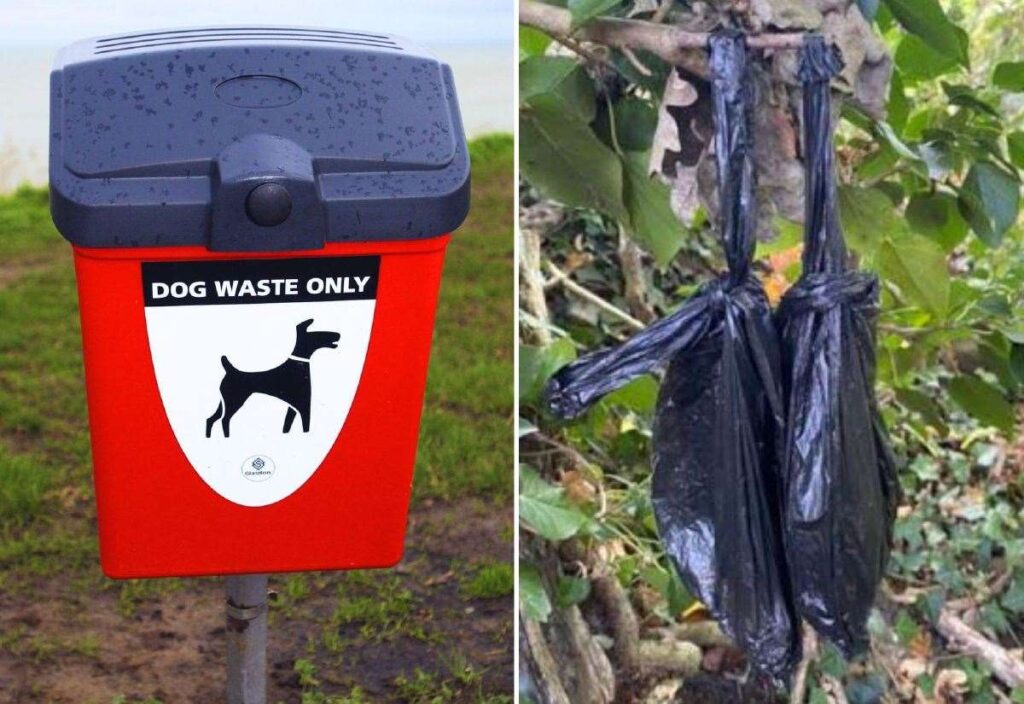 ‘Lazy and selfish’ dog owners slammed as almost 80% of parish councils say dog fouling ‘significant issue’ in Kent district