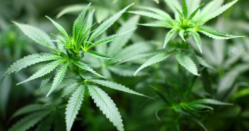 Man charged after 290 cannabis plants worth £174k found in Glasgow