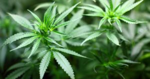 Man charged after 290 cannabis plants worth £174k found in Glasgow