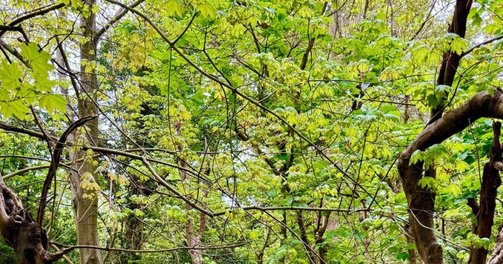 Beckenham Place Park – the south London bluebell hotspot