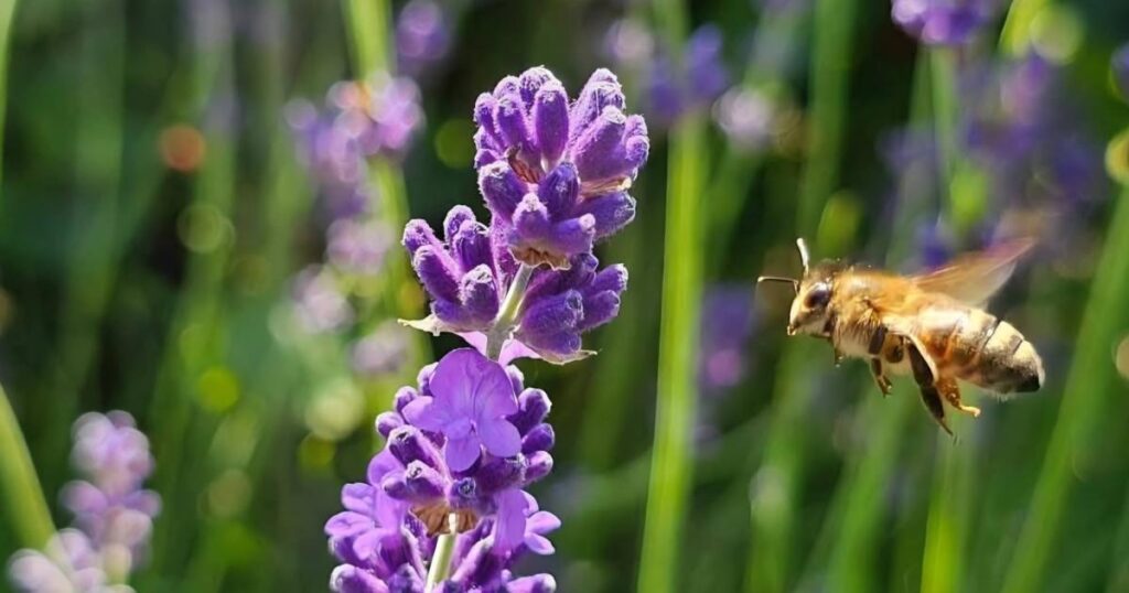 Beautiful bee images highlight importance of pollinators in nature