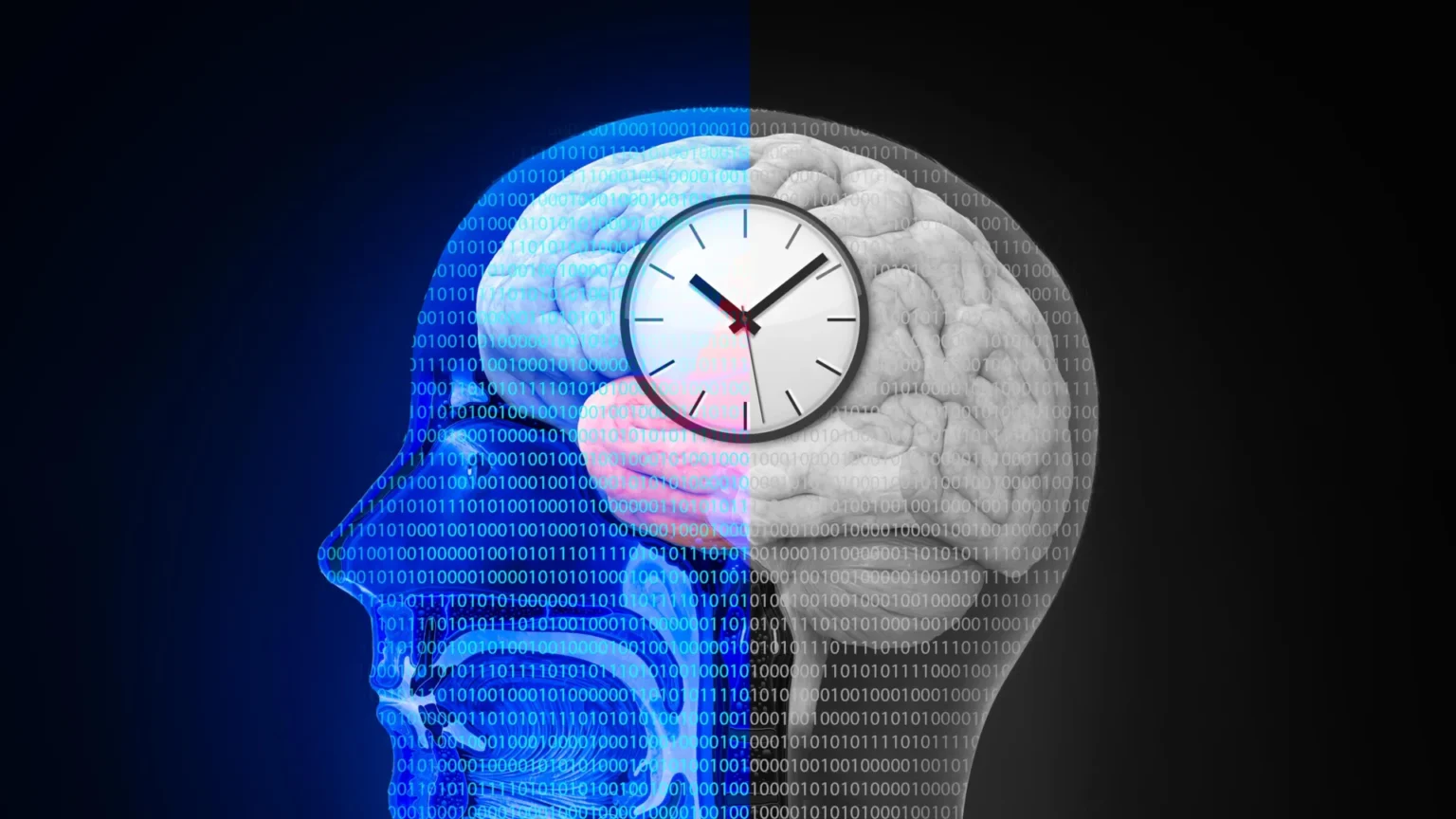 Intermittent fasting triggers surprising changes in the brain