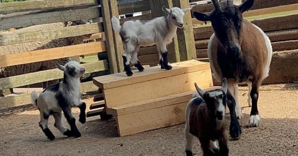 Kid goats stolen from Christmas Tree Farm in Downe, Bromley