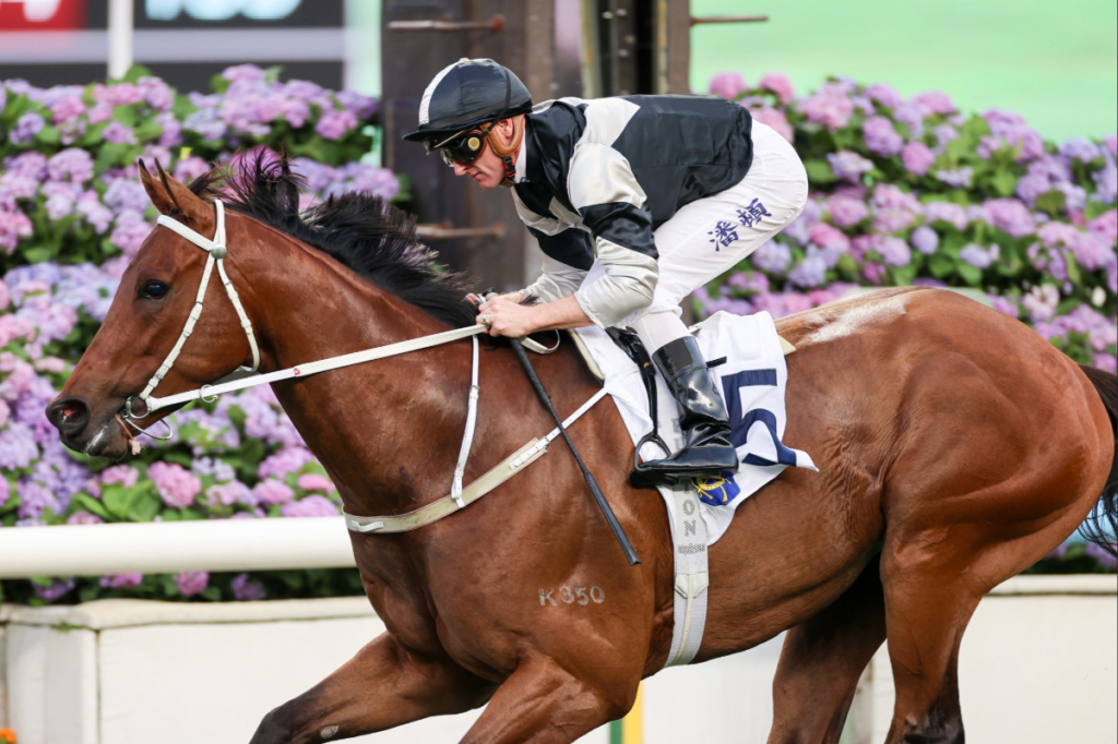 Cruz galloper set for a Winning Ovation in Premier Cup