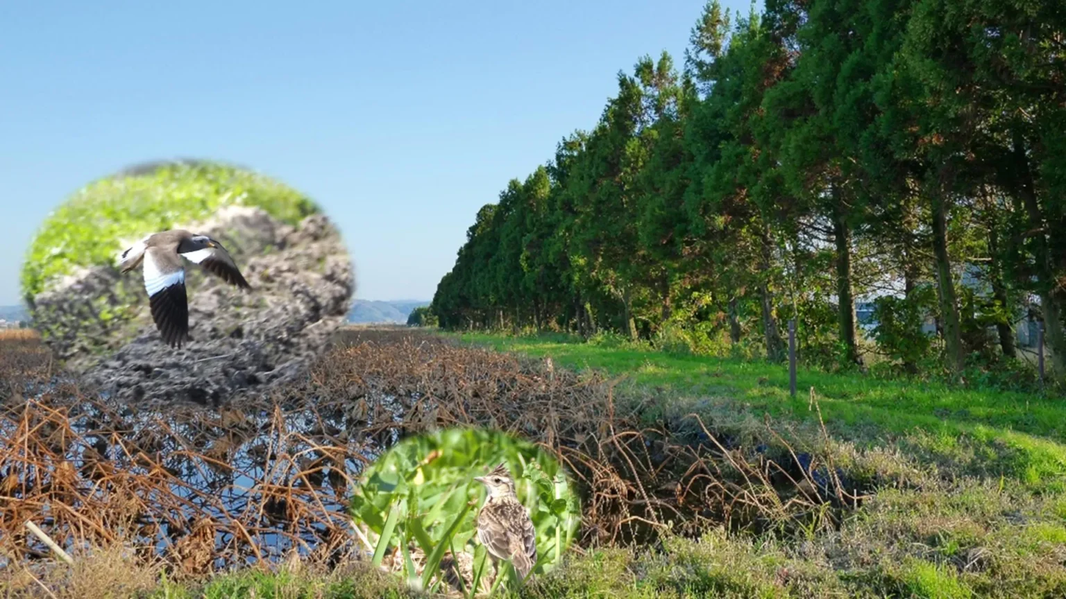 More trees can mean fewer birds, new study reveals