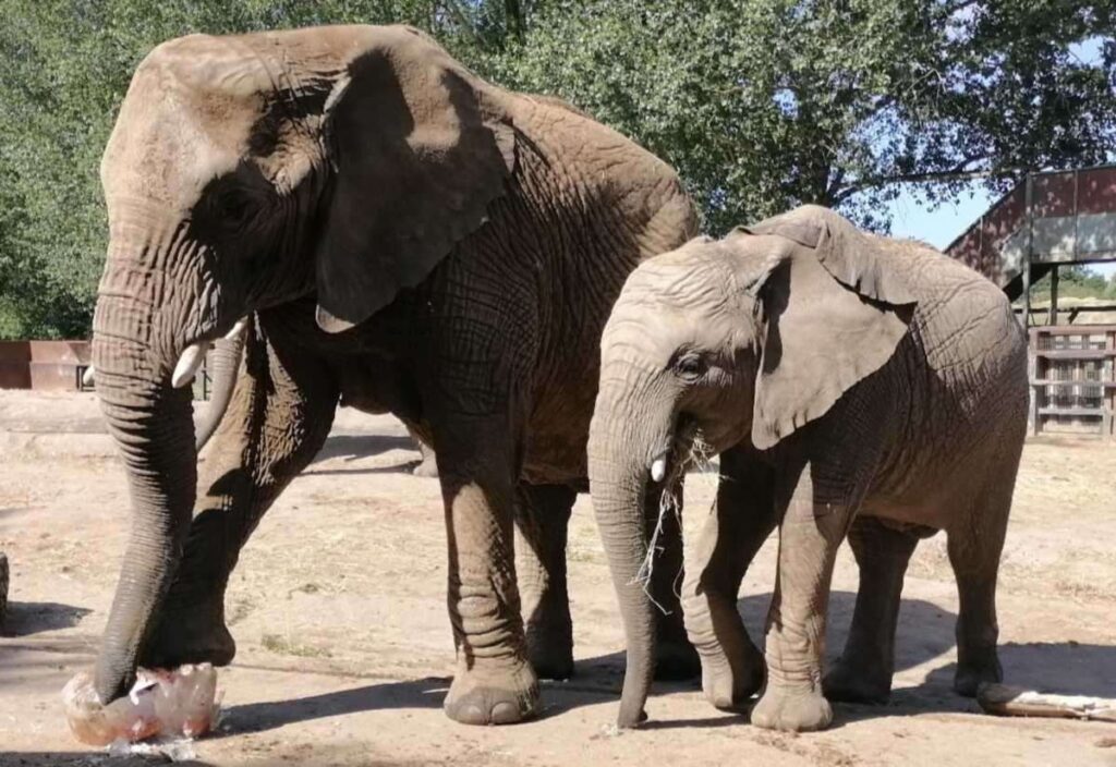 Howletts Wild Animal Park near Canterbury confirms elephant herd will stay at site indefinitely