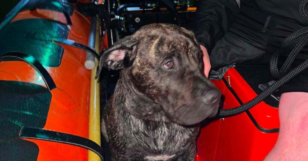 Rescue mission launched after man and dog go overboard on Loch Lomond