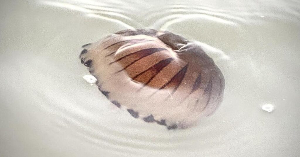 Compass jellyfish spotted in Hove near King Alfred