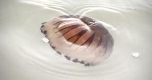 Compass jellyfish spotted in Hove near King Alfred
