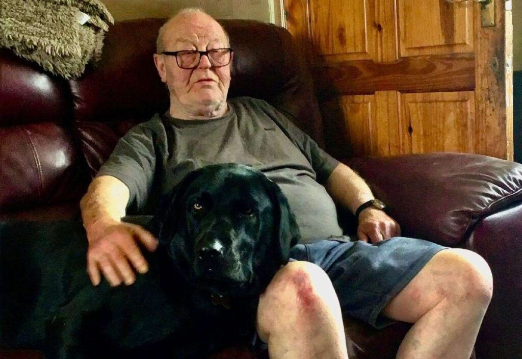 Search for missing Labrador Scoobie, who fled Faversham home after being spooked by cannons firing during Pirates Festival