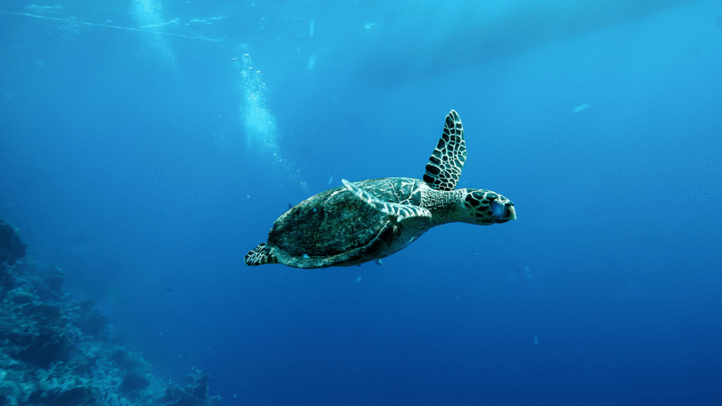China Warns of ‘Spy Turtles’ Fitted With Sensors in Its Territorial Waters